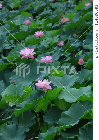 Holy flower Holy flower 114680993