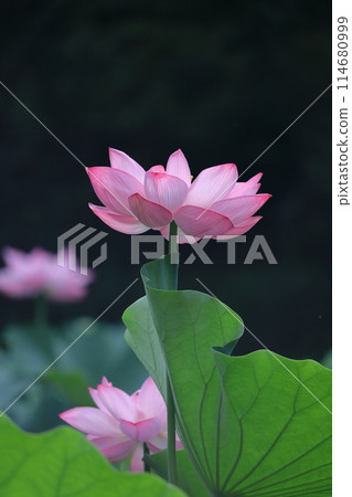 Holy flower 114680999