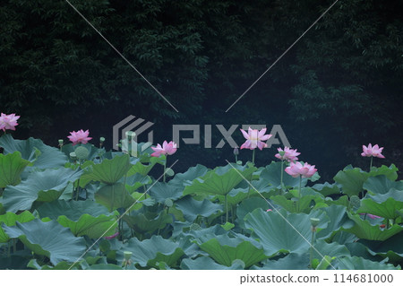 Holy flower 114681000