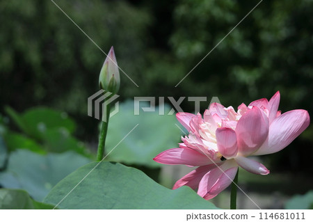Holy flower Holy flower 114681011