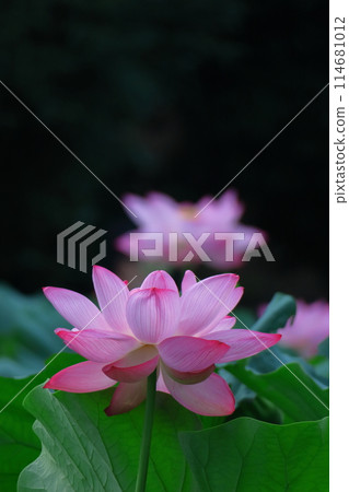 Holy flower Holy flower 114681012