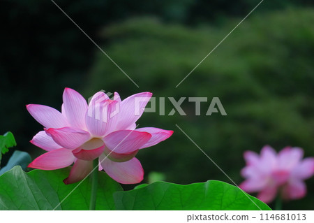 Holy flower Holy flower 114681013