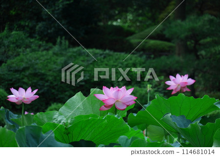 Holy flower Holy flower 114681014