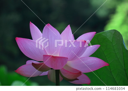 Holy flower Holy flower 114681034