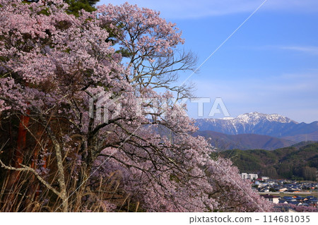 Miho, Ina City, Nagano Prefecture Takato Okohigan cherry blossoms in Misuzu Park on a hill and Mt. Senjogatake in the snow-capped Southern Alps Miho, Ina City, Nagano Prefecture Takato Okohigan cherry blossoms in Misuzu Park on a hill and Mt. Senjogatake in the snow-capped Southern Alps 114681035