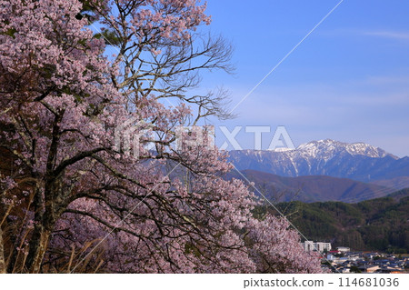 Miho, Ina City, Nagano Prefecture Takato Okohigan cherry blossoms in Misuzu Park on a hill and Mt. Senjogatake in the snow-capped Southern Alps Miho, Ina City, Nagano Prefecture Takato Okohigan cherry blossoms in Misuzu Park on a hill and Mt. Senjogatake in the snow-capped Southern Alps 114681036