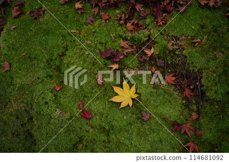 One maple One maple 114681092