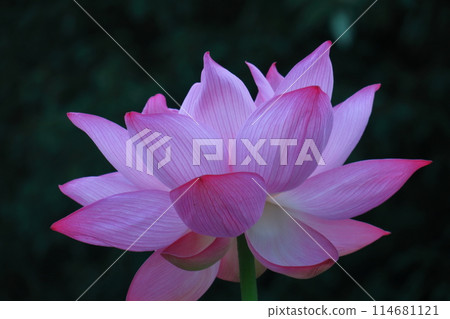 Holy flower Holy flower 114681121