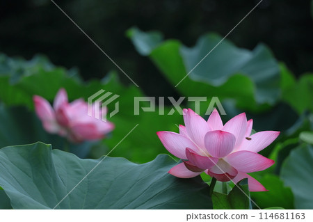 聖花 114681163