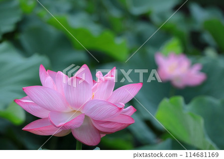聖花 聖花 114681169