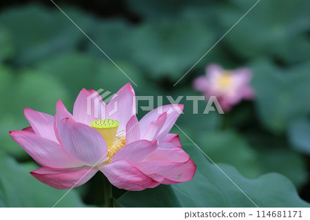Holy flower 114681171