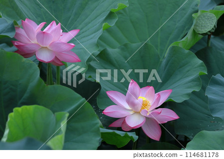 聖花 114681178