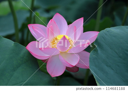 聖花 聖花 114681188