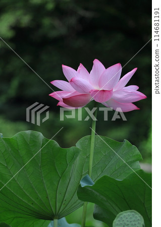 聖花 聖花 114681191