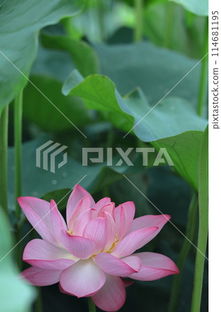 Holy flower 114681195