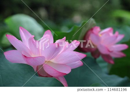 Holy flower Holy flower 114681196