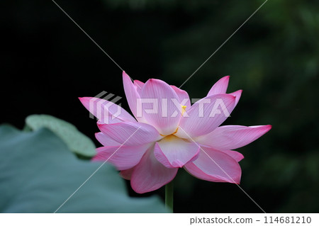 聖花 114681210