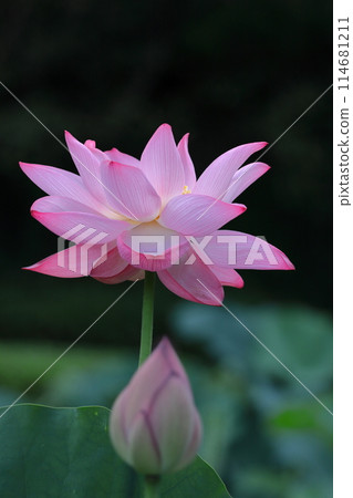 聖花 114681211