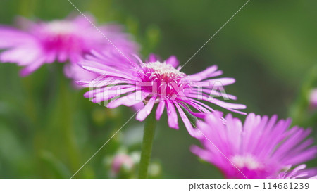 Meadow daisies blooming after the rain 114681239