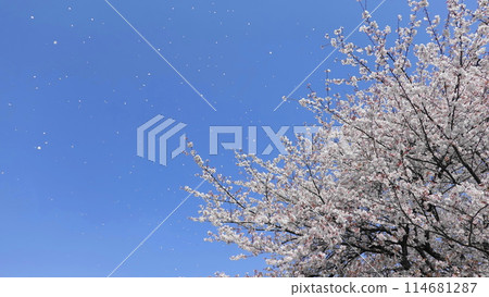 Beautiful cherry tree branches and cherry blossom snow falling in the blue sky 3277 Beautiful cherry tree branches and cherry blossom snow falling in the blue sky 3277 114681287
