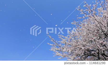 櫻花樹枝繁葉茂,櫻花暴風雪在藍天中翩翩起舞 3278 櫻花樹枝繁葉茂,櫻花暴風雪在藍天中翩翩起舞 3278 114681290