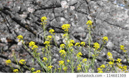 Rape blossoms with cherry blossoms in full bloom on the bank in the background 3364 Rape blossoms with cherry blossoms in full bloom on the bank in the background 3364 114681309