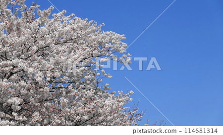 Cherry blossoms in full bloom against a blue sky 3396 114681314