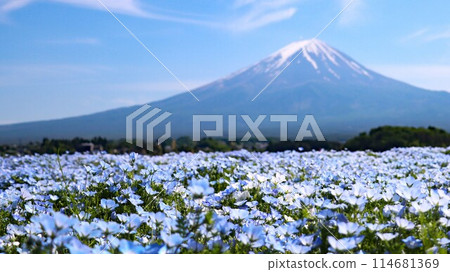 Mount Fuji with snow still remaining on its peak seen through a field of nemophila flowers 114681369
