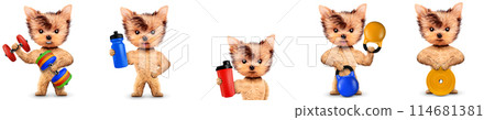 Funny dog holding sport equipment like dumbbell, kettlebell Funny dog holding sport equipment like dumbbell, kettlebell 114681381