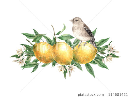 Branch of yellow lemons with green leaves, flowers and brown realistic bird. Isolated watercolor illustration in vintage style. Composition for interior, cards, wedding design, invitations, textiles Branch of yellow lemons with green leaves, flowers and brown realistic bird. Isolated watercolor illustration in vintage style. Composition for interior, cards, wedding design, invitations, textiles 114681421
