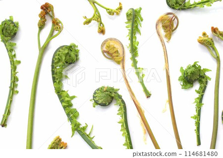 Spring wild plant Spring wild plant 114681480