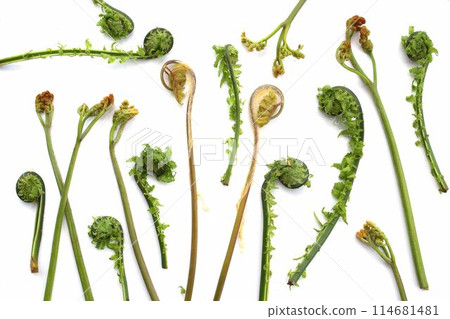 Spring wild plant Spring wild plant 114681481