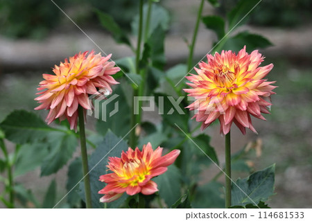 五顏六色的大花 114681533