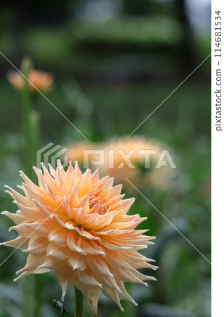 Colorful large flower 114681534