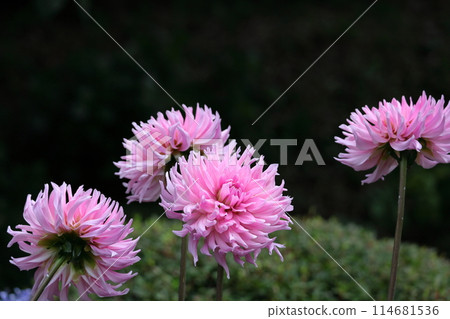 Colorful large flower Colorful large flower 114681536