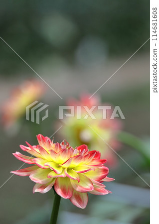 五顏六色的大花 114681608