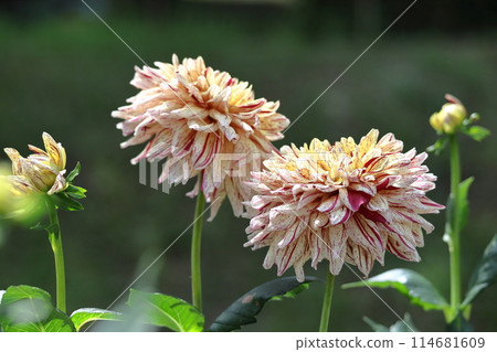 Colorful large flower 114681609