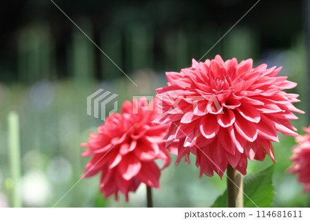 Colorful large flower 114681611