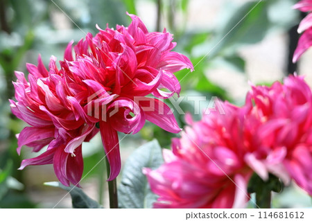 Colorful large flower 114681612
