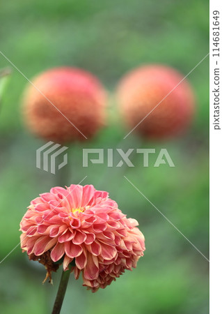 五顏六色的大花 五顏六色的大花 114681649