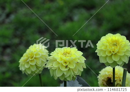Colorful large flower Colorful large flower 114681725