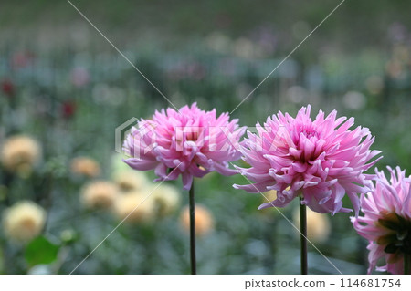 Colorful large flower 114681754