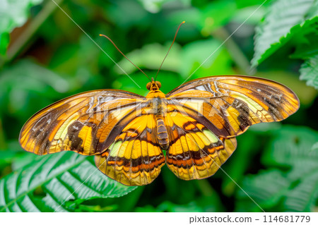 Beautiful Wood Brown Eye butterfly rests among the foliage of a garden 114681779