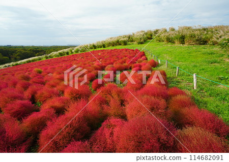 Crimson Kokia 114682091