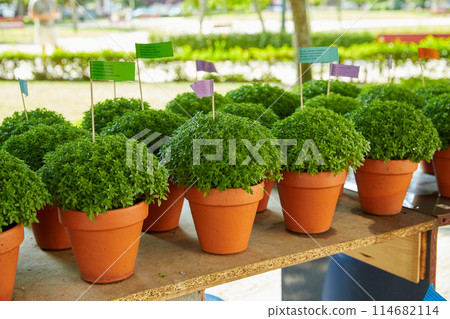 Rows of Manjerico plants with small flags on a market shelf for summer festival in June San Juan 114682114