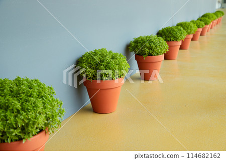 Row of lush green Manjerico plants in terracotta pots against a blue wall 114682162