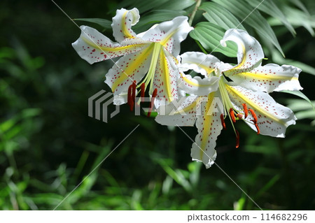 King of lilies 114682296