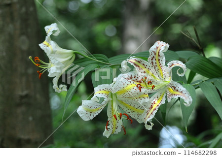 King of lilies King of lilies 114682298