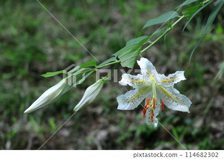 百合之王 114682302