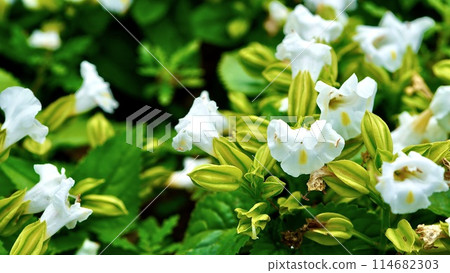 White torenia in full bloom White torenia in full bloom 114682303